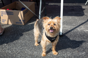 anna maria car show palmieri Aug 25 013 copy