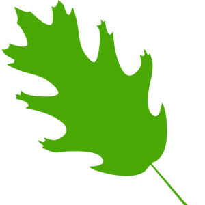 cropped Oak Leaf Anna Logo min